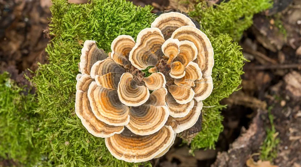 Can You Take Reishi And Turkey Tail Together