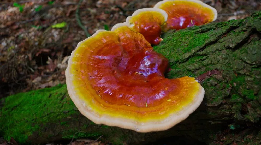 Can You Take Reishi And Turkey Tail Together