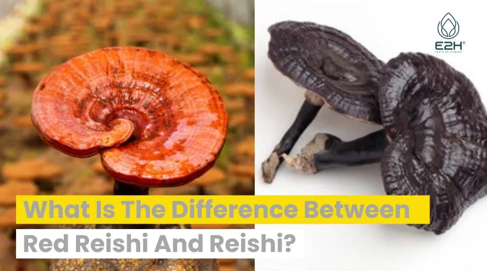 Difference Between Red Reishi And Reishi