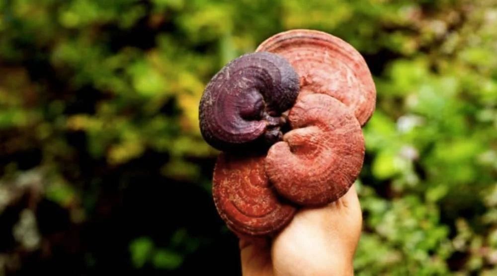 Difference Between Red Reishi And Reishi jpg