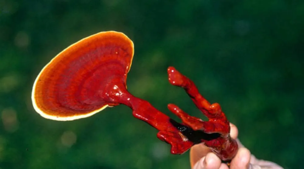 Difference Between Red Reishi And Reishi