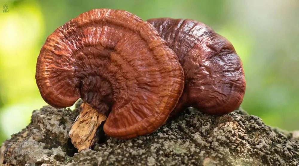 Difference Between Red Reishi And Reishi