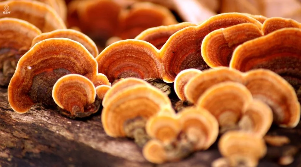 Do Reishi Mushrooms Make You Trip