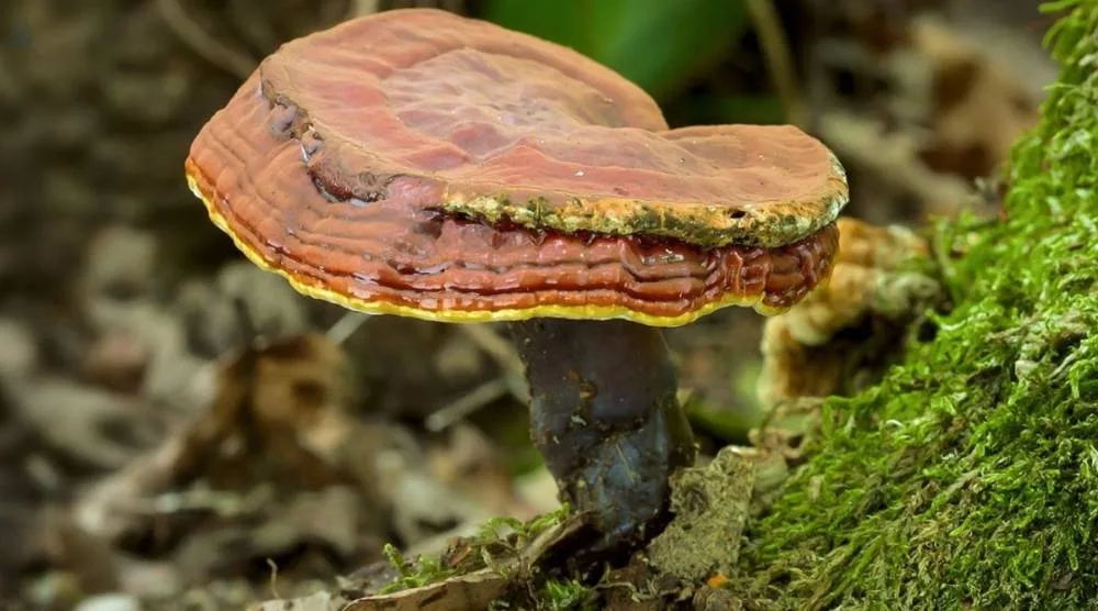 Does Reishi Extract Have A Strong Odor