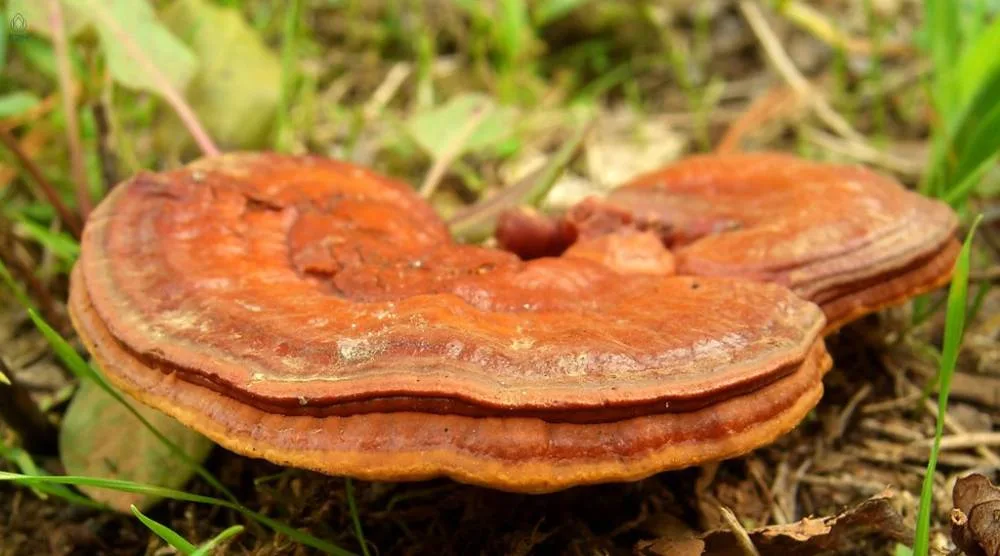 Does Reishi Extract Have Adaptogenic Properties