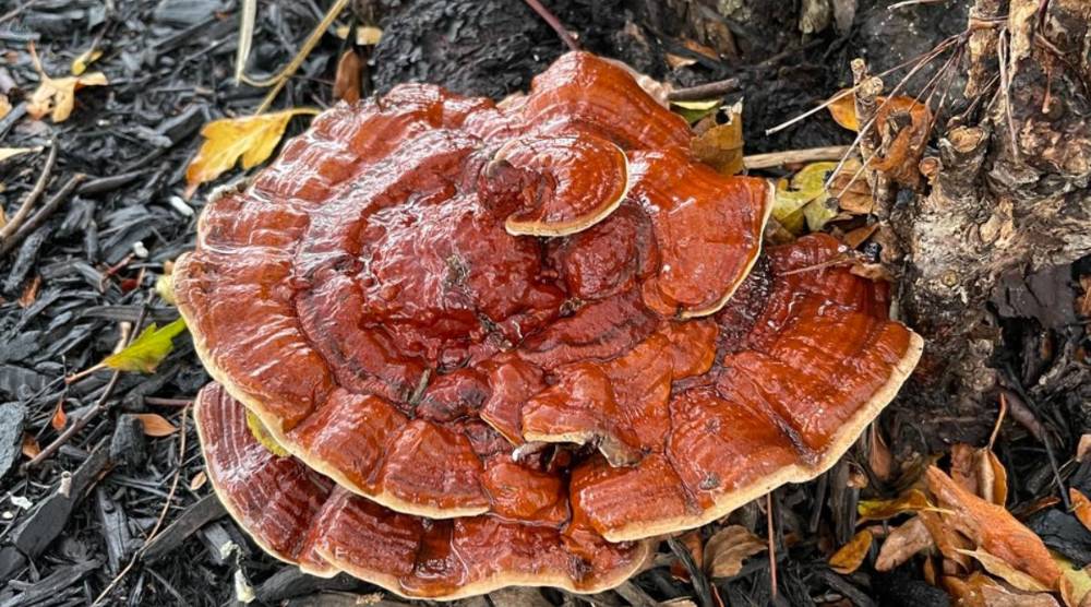 Does Reishi Extract Have Adaptogenic Properties