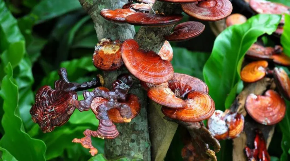 Reishi Extract Have Any Hormonal Effects