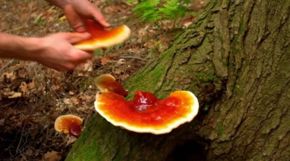 Reishi Extract Have Any Hormonal Effects