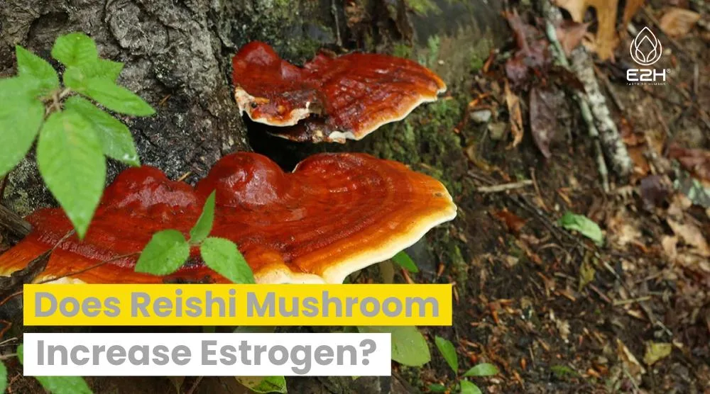 Does Reishi Mushroom Increase Estrogen?