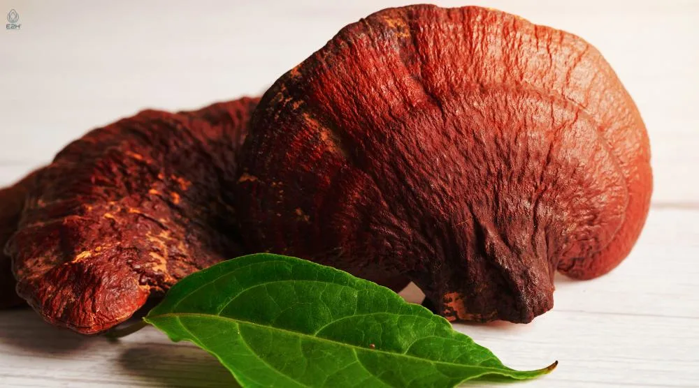 Does Reishi Mushroom Increase Estrogen