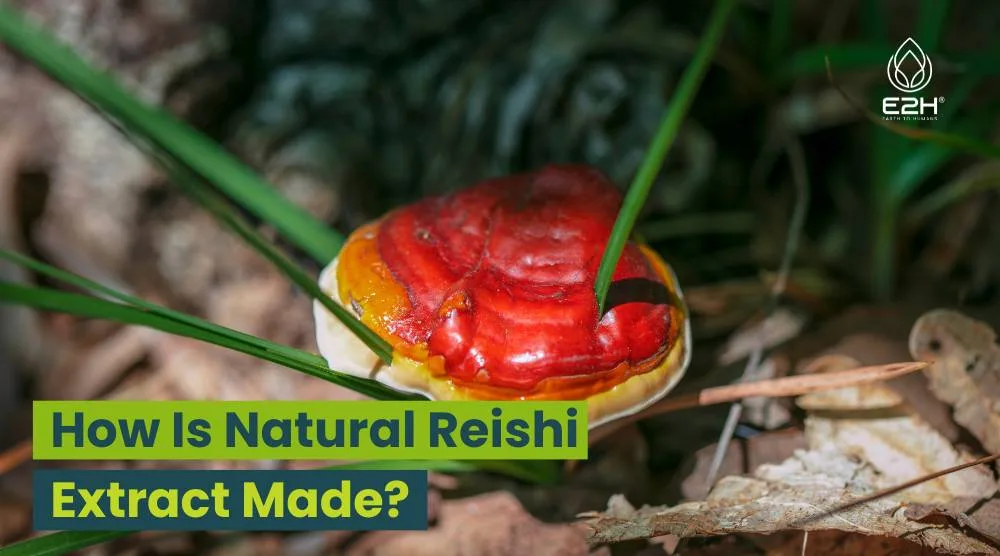 How Is Natural Reishi Extract Made?