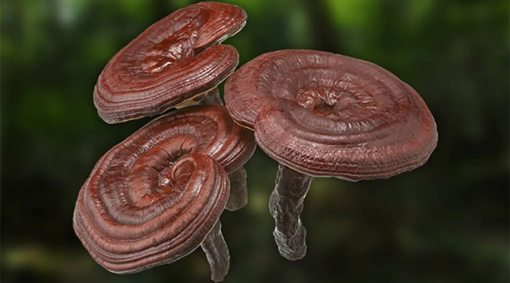 How Is Natural Reishi Extract Made