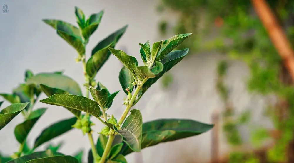 How Long Does Ashwagandha Stay In Your System