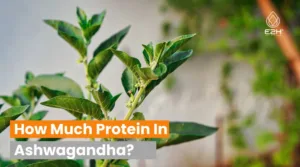 How Much Protein In Ashwagandha
