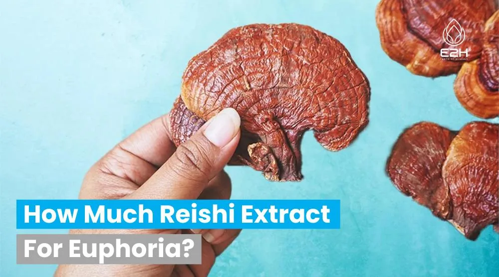 How Much Reishi Extract For Euphoria?