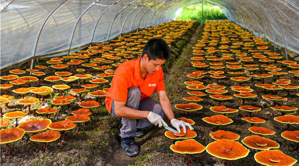 How To Harvest Reishi Mushroom