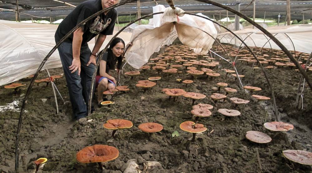 How To Harvest Reishi Mushroom