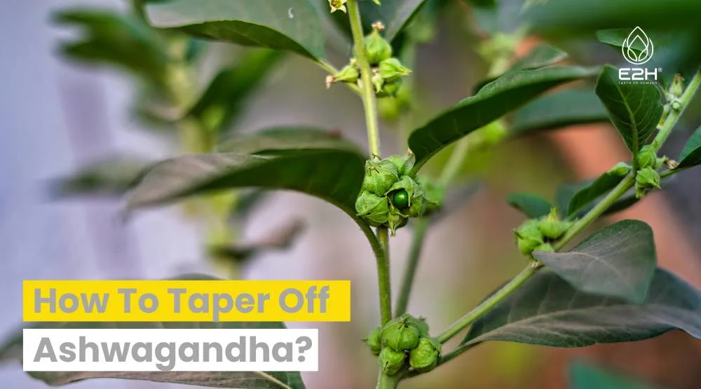 How To Taper Off Ashwagandha?