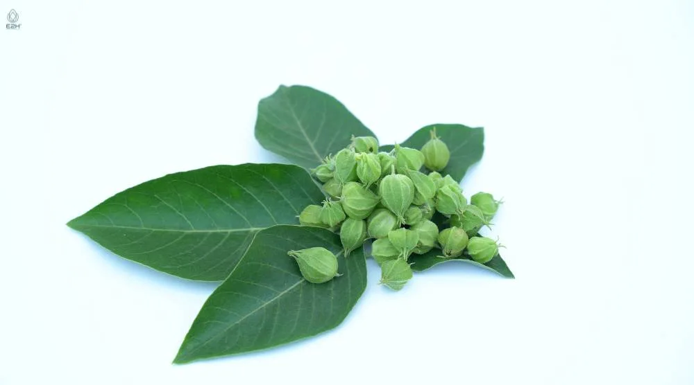 Is Ashwagandha Fat Soluble