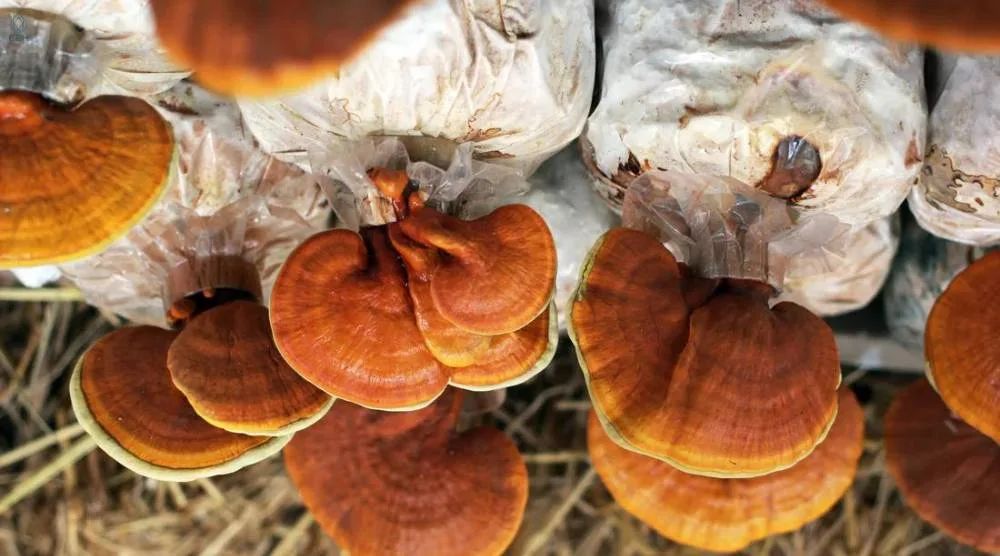 Potential Side Effects Of Reishi Extract