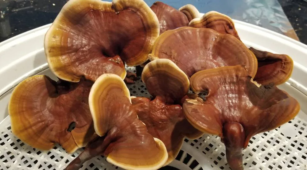 Potential Side Effects Of Reishi Extract