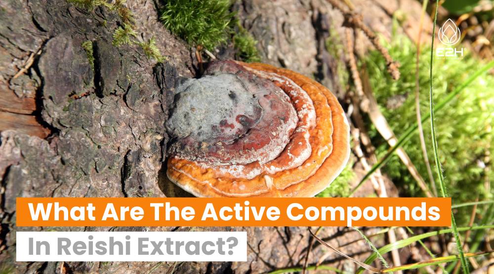 What Are The Active Compounds In Reishi Extract