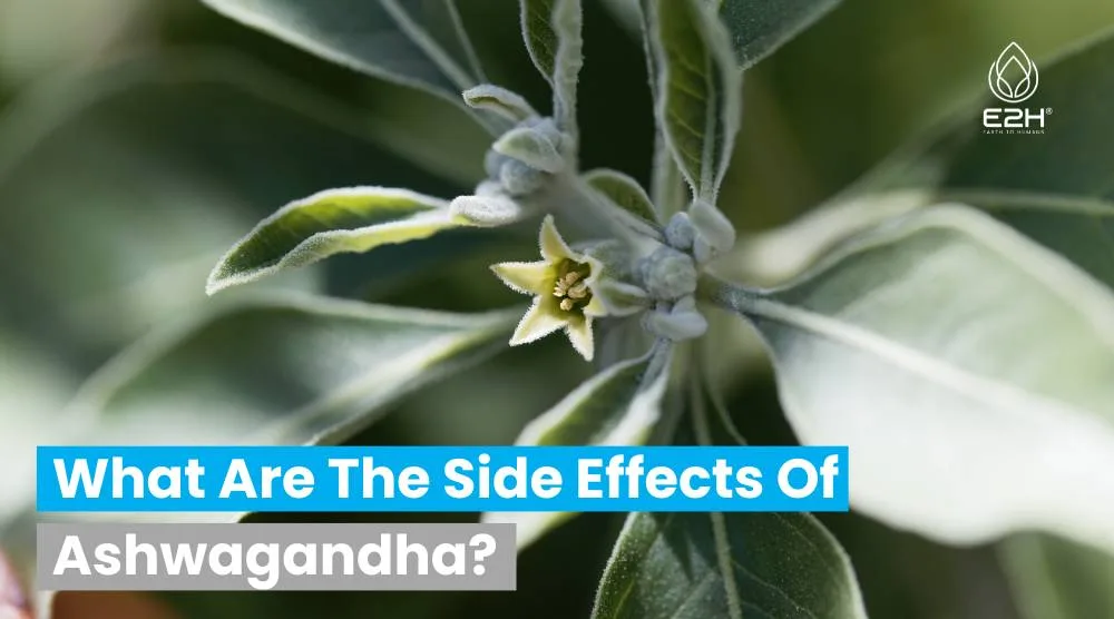 What Are The Side Effects Of Ashwagandha