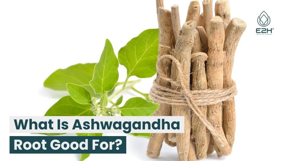 What is Ashwagandha root Good For