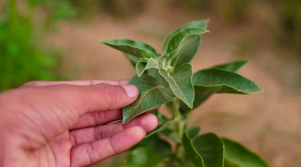 Who Shouldn't Take Ashwagandha