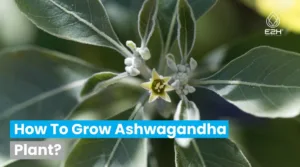 How To Grow Ashwagandha Plant